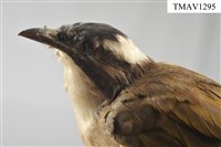 藏品(白頭翁)的圖片